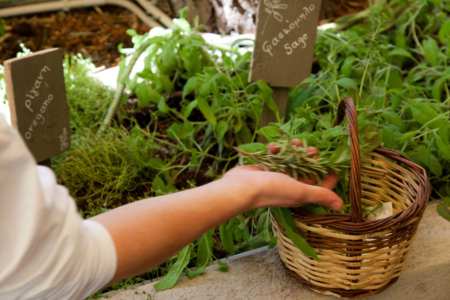 herbal garden gallery nafsika2