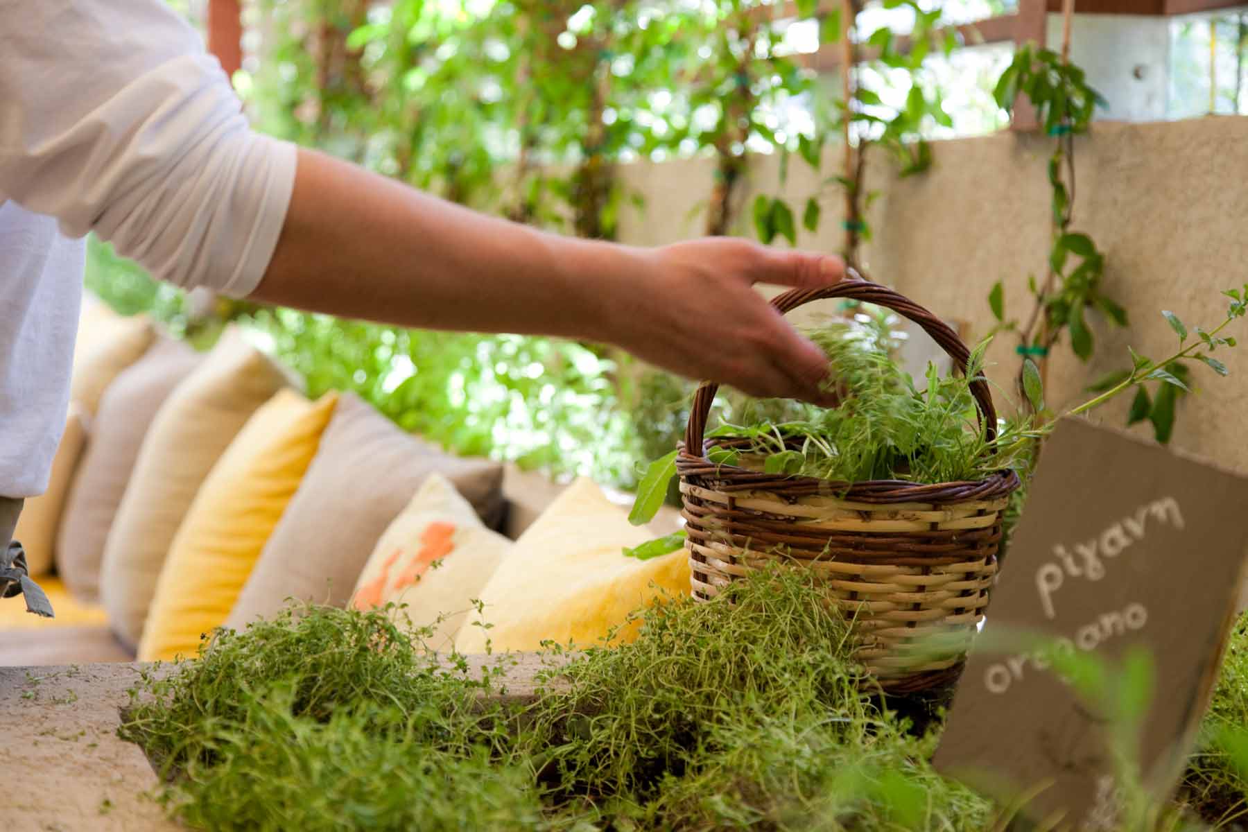 herbal garden gallery nafsika4