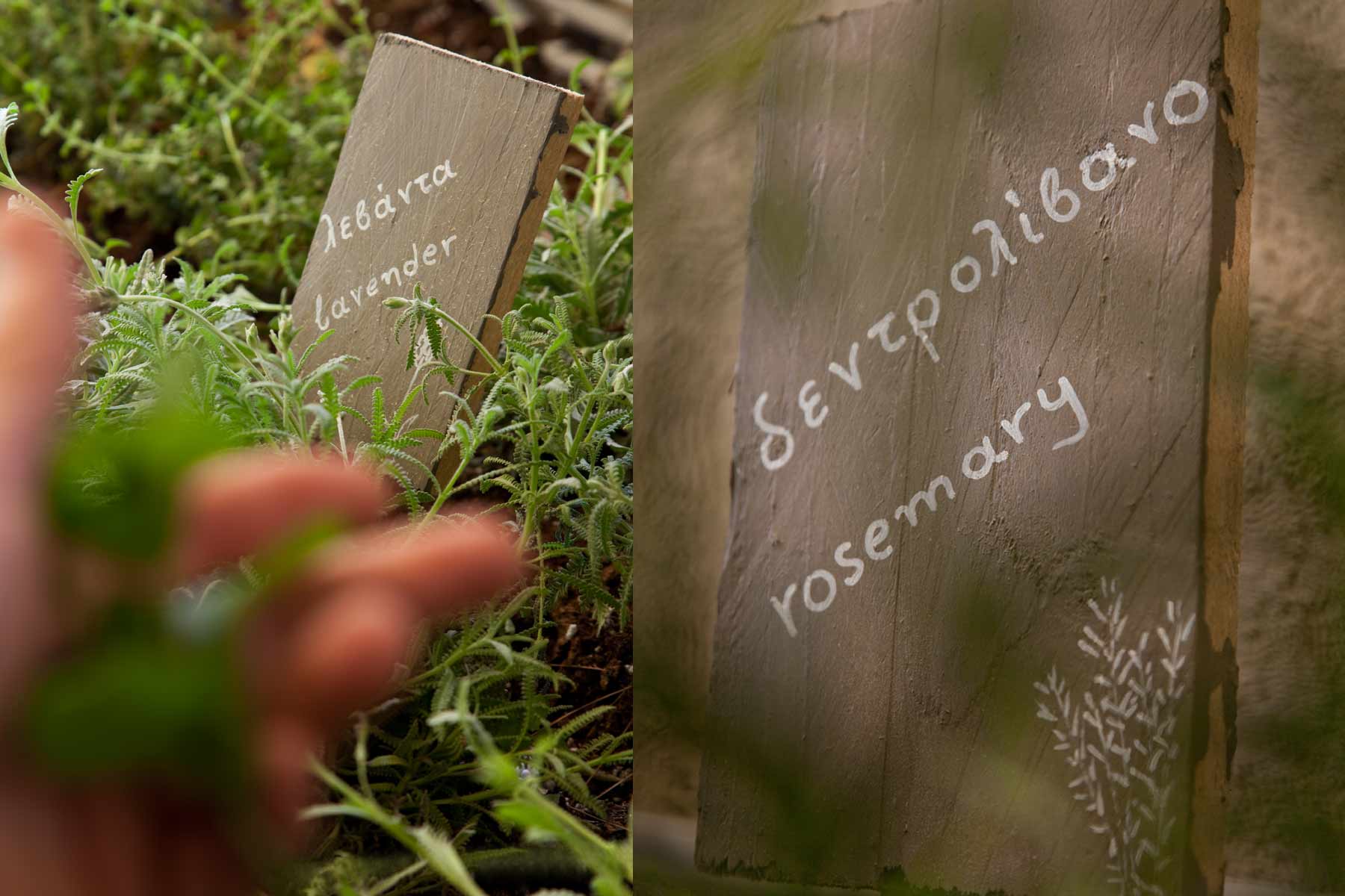 herbal garden gallery nafsika6